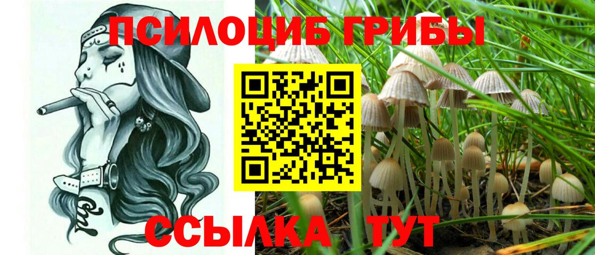 Кропоткин  Галлюциногенные грибы Cubensis  Псилоцибиновые грибы прущие грибы  что такое наркотик  Вход с VPN 